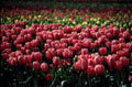 Pink tulip landscape